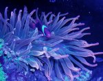 MaroonCl_Anenome_Feb_19.jpg