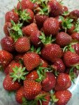 Strawberries.jpg