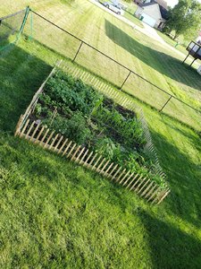 Garden_July_22_20.jpg