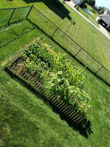 Garden_Aug_7_20.jpg