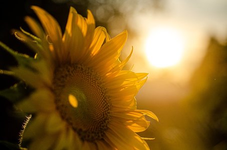 Yellow-Nature-Sunset-Sunflower-Sunshine-Summer-5370278.jpg