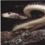 black mamba