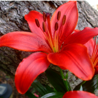 redlily