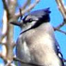 Bluejay