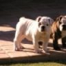 bulldog80