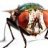 muscidae