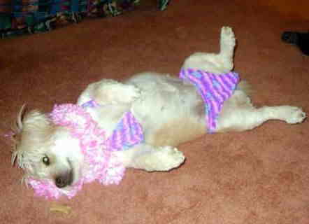 d3423622_animals2.jpeg